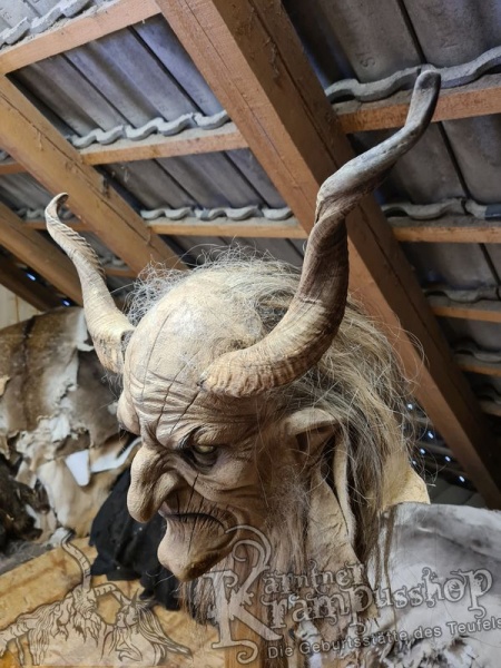 Afrikanische Widder mittlere Grösse