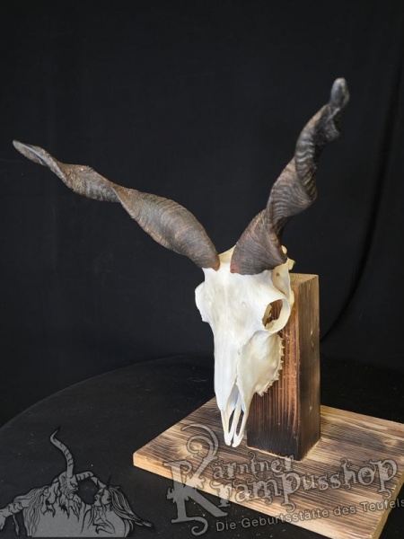 Zackelschaf Trophäe