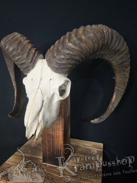 Mufflontrophäe