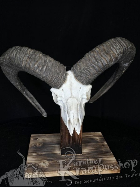Mufflontrophäe