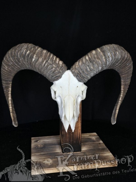Mufflontrophäe