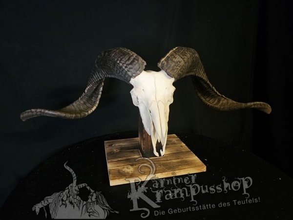 Hochland Widderhörner