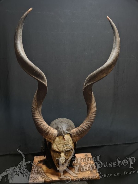 Kuduhörner Einzelstück