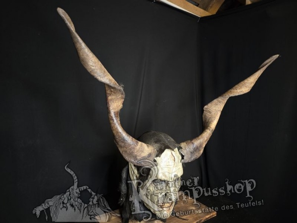 Ziegenbockhörner aus der Region Ampulien