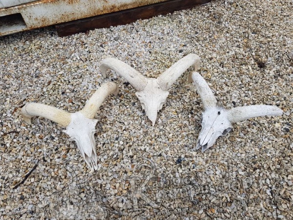 Mufflon Schädelknochen