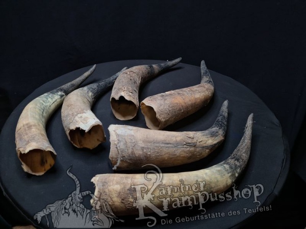 Watussi Rinderhörner