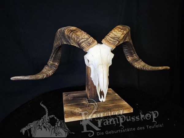 Hochland Widderhörner