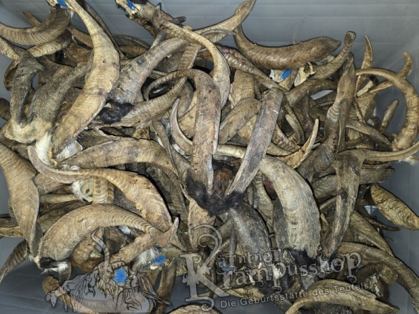 ANGEBOT Bockhörner mit Schädel Gemischt