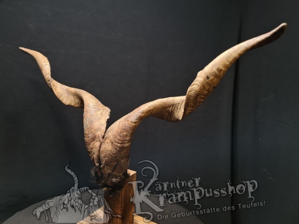 Ziegenbock mit Schädel aus der Region Apulien