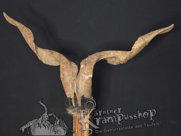 Ziegenbock mit Schädel aus der Region Apulien