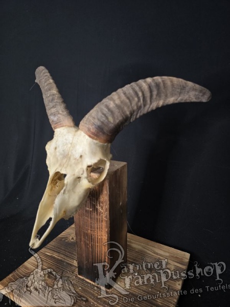 Mufflontrophäe