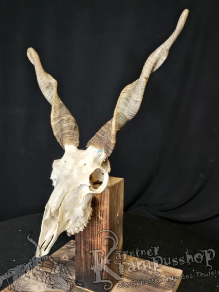 Zackelschaf Trophäe