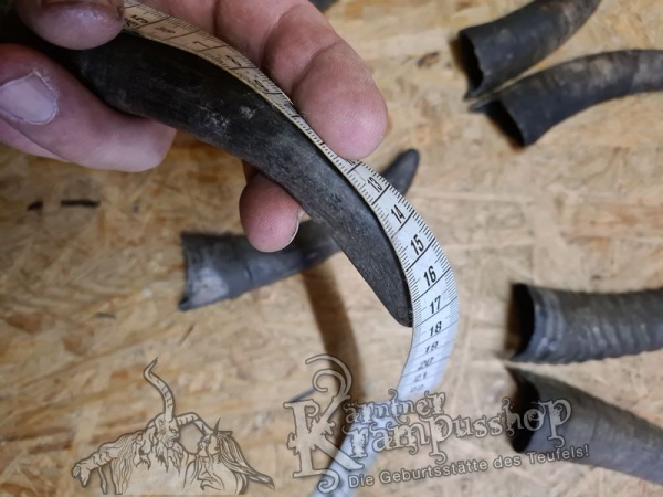 1 Paar Gaißhörner bis 20cm