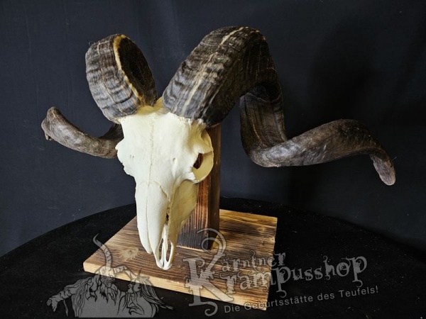 Hochland Widderhörner