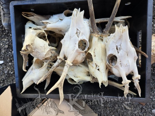 Reh Schädel mit Hörner Klein