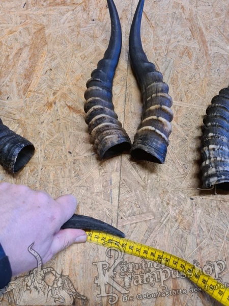 1 Paar Blessbockhörner Männlich