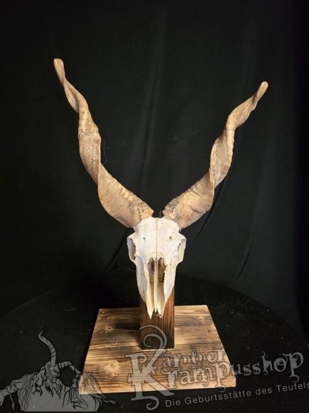 Zackelschaf Trophäe