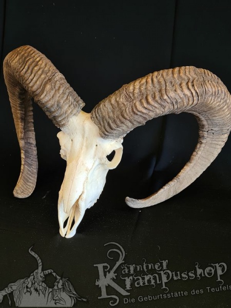 Kapitalle Mufflontrophäe