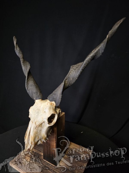 Zackelschaf Trophäe