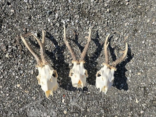 Reh Schädel mit Hörner Gross