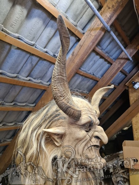 Afrikanische Widder Gross