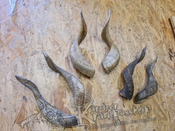 Afrikanische Widder Gross