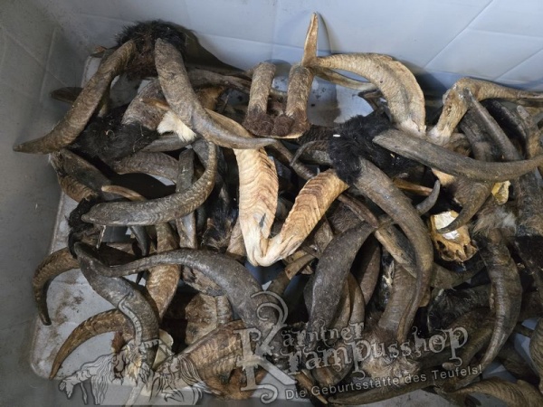 ANGEBOT Bockhörner mit Schädel Gemischt