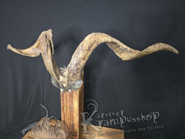 Ziegenbock mit Schädel aus der Region Apulien