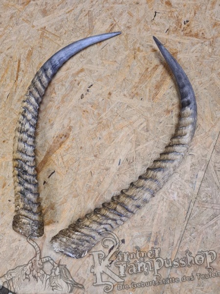 Afrikanische Wasserbock Hörner