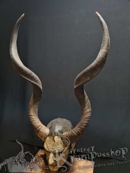 Kuduhörner Einzelstück