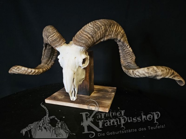 Hochland Widderhörner