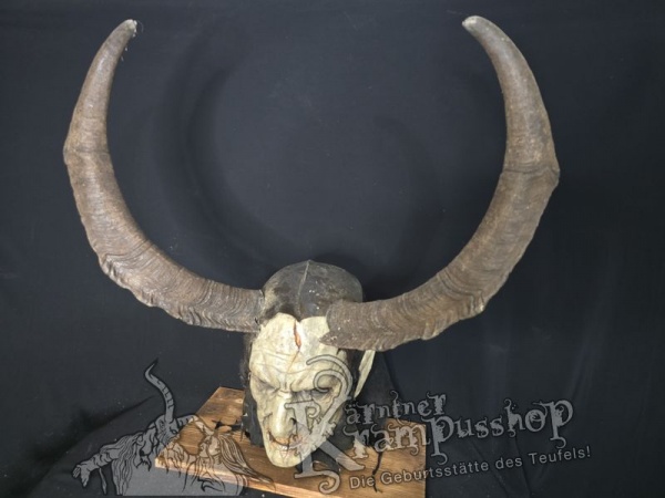 Ziegenbockhörner Aosta