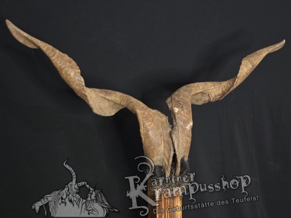 Ziegenbock mit Schädel aus der Region Apulien