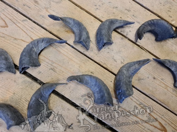 Heimische Widder Dunkel bis 20cm