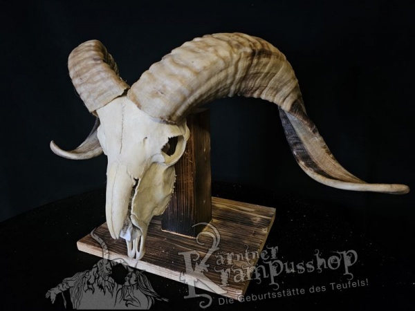 Hochland Widderhörner