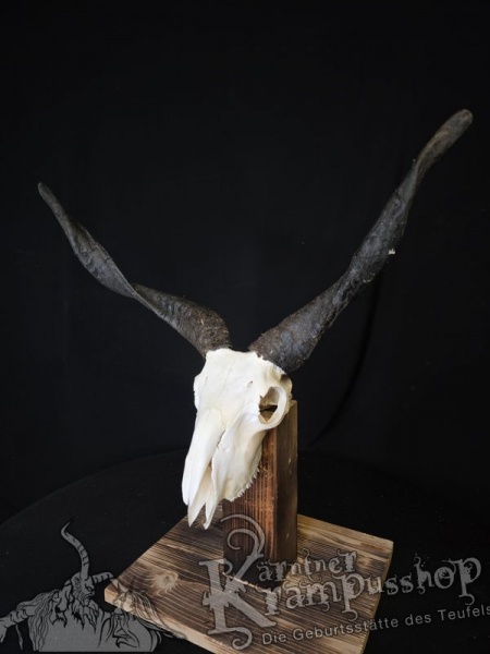 Zackelschaf Trophäe