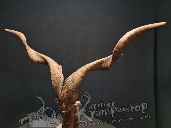 Ziegenbock mit Schädel aus der Region Apulien