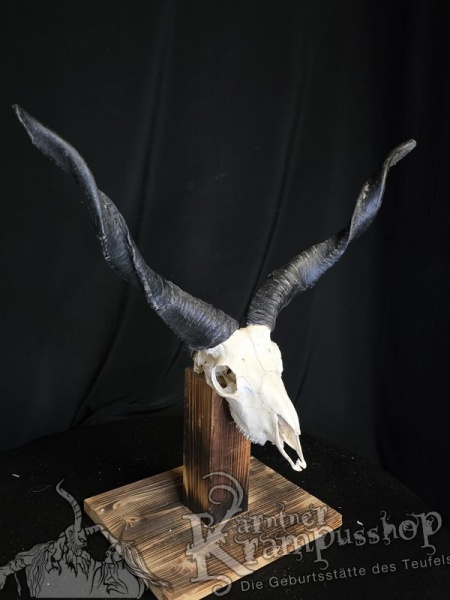 Zackelschaf Trophäe