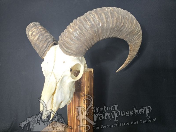 Mufflontrophäe
