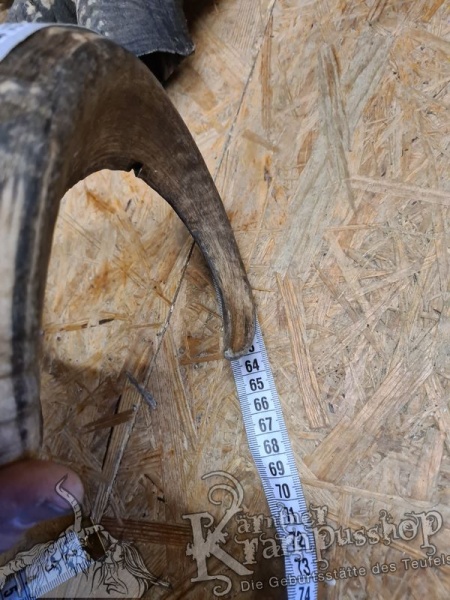 Widder Dunkel bis 60cm