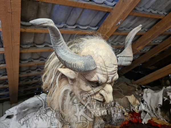 Afrikanische Widder mittlere Grösse