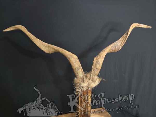 Ziegenbock mit Schädel aus der Region Apulien