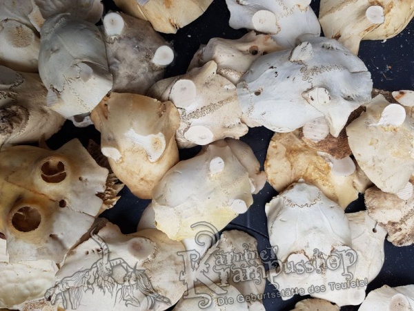 Schädelknochen Schädelkappen Naturfarbe