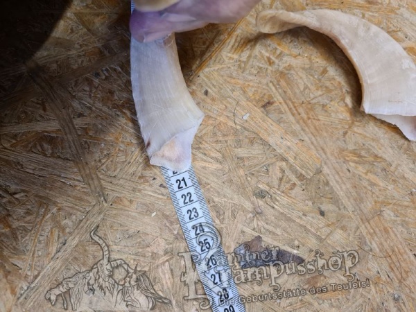 Heimische Widder Hell bis 20cm