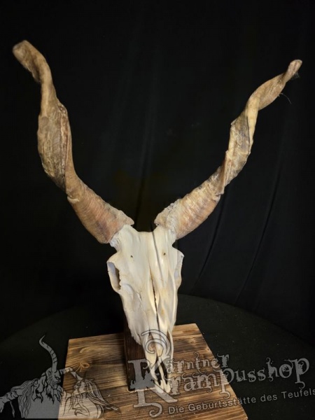 Zackelschaf Trophäe