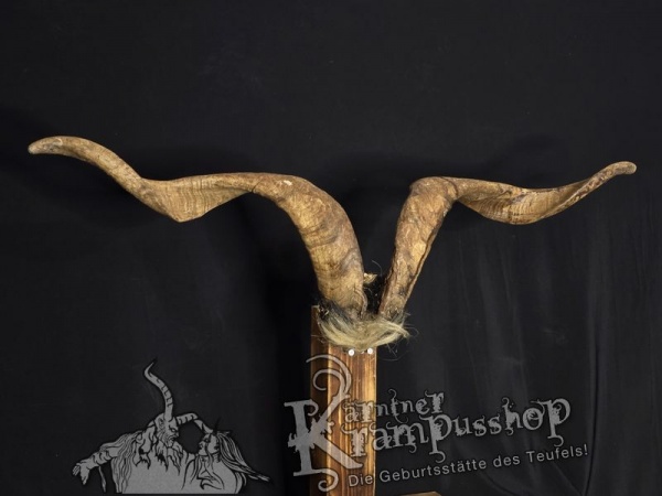 Ziegenbock mit Schädel aus der Region Apulien