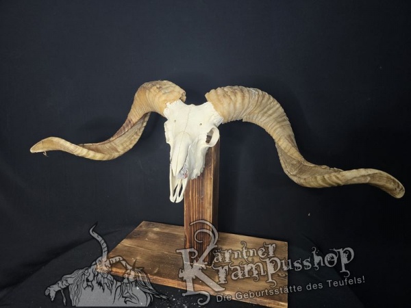 Hochland Widderhörner