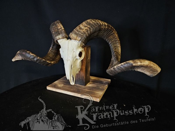 Hochland Widderhörner