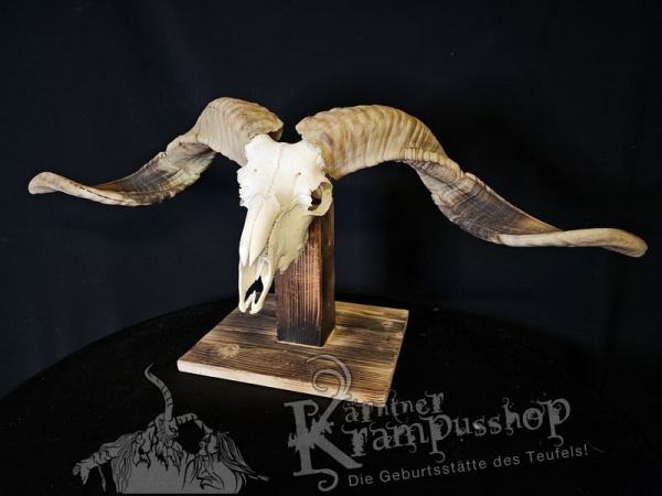 Hochland Widderhörner