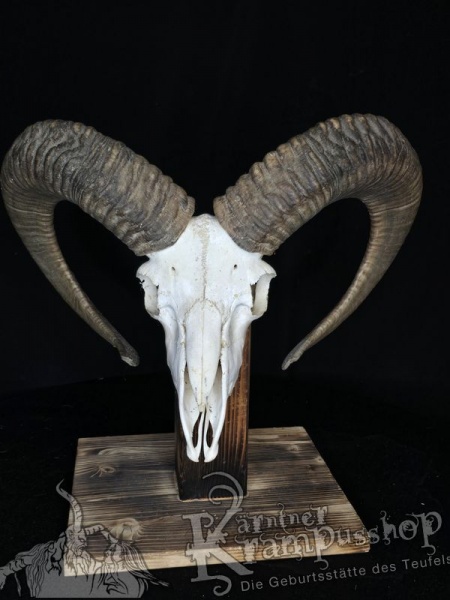 Mufflontrophäe